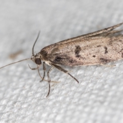 Palimmeces undescribed species nr hemiphanes at Melba, ACT - suppressed