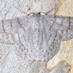 Crypsiphona ocultaria (Red-lined Looper Moth) at Bruce, ACT - 11 Feb 2021 by Harrisi