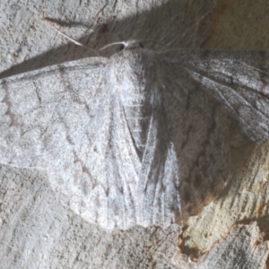 Crypsiphona ocultaria at Bruce, ACT - 11 Feb 2021