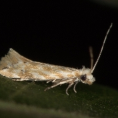Tineidae (family) (Clothes moths (Tineidae)) at Melba, ACT - 13 Feb 2021 by Bron