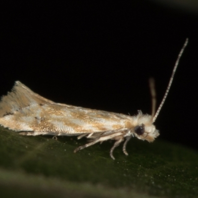 Tineidae (family) (Clothes moths (Tineidae)) at Melba, ACT - 13 Feb 2021 by Bron