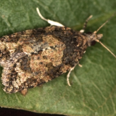 Tortricinae (subfamily) (A tortrix moth) at Melba, ACT - 13 Feb 2021 by Bron