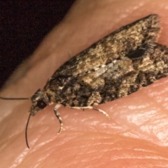 Tortricinae (subfamily) at Melba, ACT - 13 Feb 2021