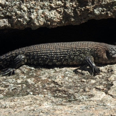 Egernia cunninghami (Cunningham's Skink) at Cotter River, ACT - 13 Feb 2021 by KMcCue