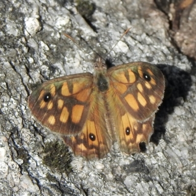 Geitoneura klugii (Marbled Xenica) at Tennent, ACT - 14 Feb 2021 by KMcCue