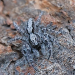 Clynotis severus at O'Connor, ACT - 7 Feb 2021 02:21 PM