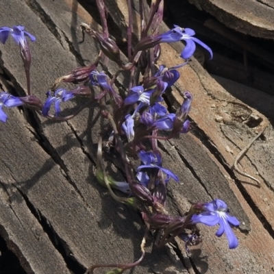 Lobelia dentata/gibbosa (Lobelia dentata or gibbosa) at Tennent, ACT - 14 Feb 2021 by KMcCue