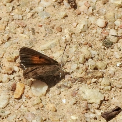 Lucia limbaria (Chequered Copper) at Tennent, ACT - 14 Feb 2021 by KMcCue