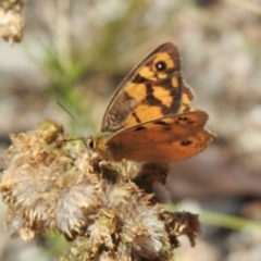 Heteronympha penelope (Shouldered Brown) at Tennent, ACT - 14 Feb 2021 by KMcCue