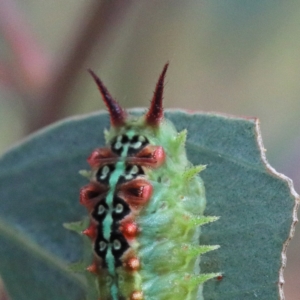 Doratifera quadriguttata and casta at Acton, ACT - 13 Feb 2021