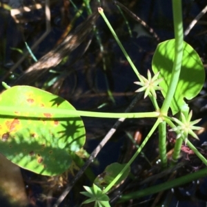 Damasonium minus at Breadalbane, NSW - 14 Feb 2021 03:47 PM