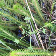 Damasonium minus at Breadalbane, NSW - 14 Feb 2021 03:47 PM