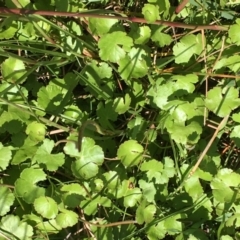 Hydrocotyle sibthorpioides (A Pennywort) at Breadalbane, NSW - 14 Feb 2021 by JaneR