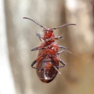 Lagriini sp. (tribe) at O'Connor, ACT - 7 Feb 2021