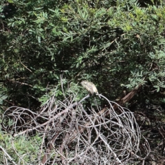 Pyrrholaemus sagittatus (Speckled Warbler) at O'Connor, ACT - 7 Feb 2021 by ConBoekel