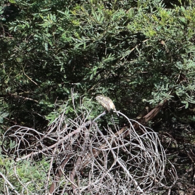 Pyrrholaemus sagittatus (Speckled Warbler) at O'Connor, ACT - 7 Feb 2021 by ConBoekel