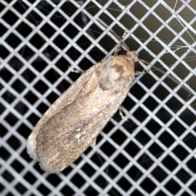 Athetis tenuis (Plain Tenuis Moth) at O'Connor, ACT - 7 Feb 2021 by ibaird