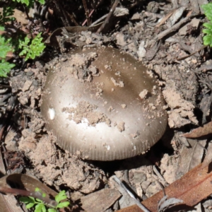 Amanita sp. at O'Connor, ACT - 13 Feb 2021 02:07 PM