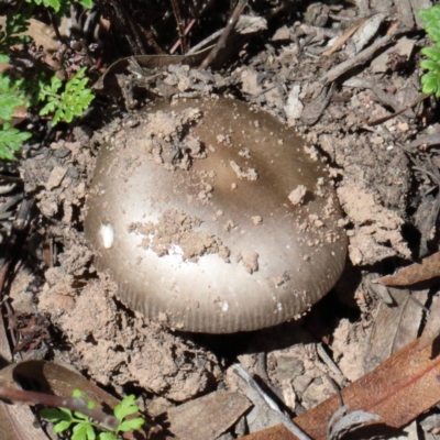 Amanita sp. (Amanita sp.) at O'Connor, ACT - 13 Feb 2021 by ConBoekel