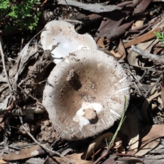 Amanita sp. at O'Connor, ACT - 13 Feb 2021 02:07 PM