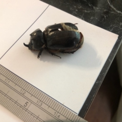 Dasygnathus sp. (genus) (Rhinoceros beetle) at Spence, ACT - 15 Feb 2021 by Watermilli