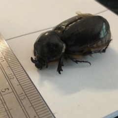 Dasygnathus sp. (genus) at Spence, ACT - 15 Feb 2021