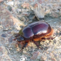 Dasygnathus sp. (genus) (Rhinoceros beetle) at Fyshwick, ACT - 14 Feb 2021 by SandraH