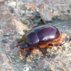 Dasygnathus sp. (genus) (Rhinoceros beetle) at Fyshwick, ACT - 15 Feb 2021 by SandraH