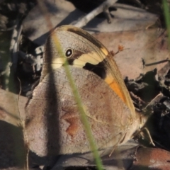 Heteronympha merope (Common Brown Butterfly) at Bungendore, NSW - 5 Jan 2021 by michaelb