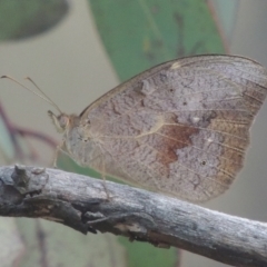 Heteronympha merope at Bungendore, NSW - 5 Jan 2021 07:55 PM