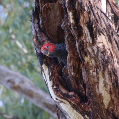 Callocephalon fimbriatum (Gang-gang Cockatoo) at Deakin, ACT - 14 Feb 2021 by LisaH