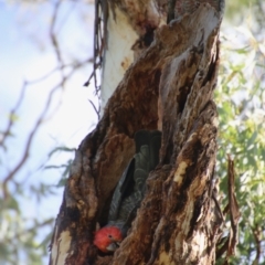 Callocephalon fimbriatum at Deakin, ACT - 15 Feb 2021