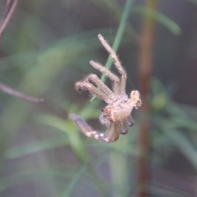 Sparassidae (family) (A Huntsman Spider) at Hughes, ACT - 15 Feb 2021 by LisaH