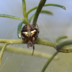 Araneus albotriangulus (White-triangle orb weaver) at Deakin, ACT - 15 Feb 2021 by LisaH