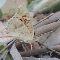 Junonia villida (Meadow Argus) at Bungendore, NSW - 5 Jan 2021 by MichaelBedingfield