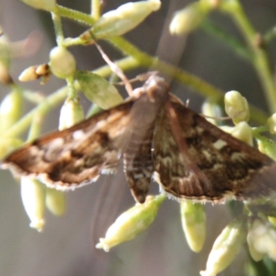 Nacoleia rhoeoalis (Spilomelinae) at Hughes, ACT - 15 Feb 2021 by LisaH