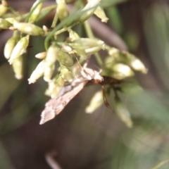 Nacoleia rhoeoalis at Hughes, ACT - 15 Feb 2021 09:34 AM