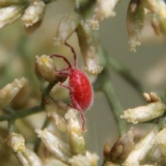 Acari (informal subclass) (Unidentified mite) at Deakin, ACT - 14 Feb 2021 by LisaH