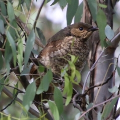 Ptilonorhynchus violaceus (Satin Bowerbird) at Hughes, ACT - 14 Feb 2021 by LisaH