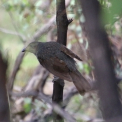 Ptilonorhynchus violaceus at Hughes, ACT - 15 Feb 2021 09:25 AM