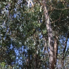 Ptilonorhynchus violaceus at Hughes, ACT - 15 Feb 2021 09:25 AM