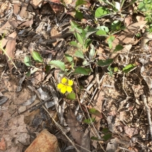 Goodenia hederacea subsp. hederacea at Bruce, ACT - 15 Feb 2021