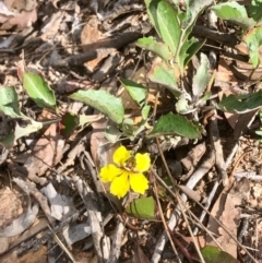 Goodenia hederacea subsp. hederacea at Bruce, ACT - 15 Feb 2021