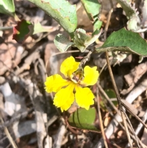 Goodenia hederacea subsp. hederacea at Bruce, ACT - 15 Feb 2021