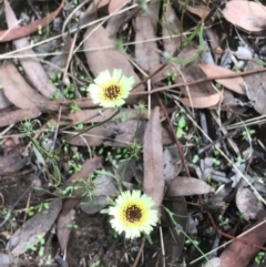 Tolpis barbata (Yellow Hawkweed) at Bruce, ACT - 15 Feb 2021 by goyenjudy