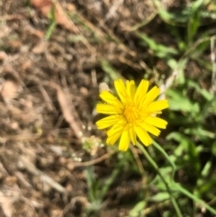 Hypochaeris glabra at Gossan Hill - 15 Feb 2021 by goyenjudy