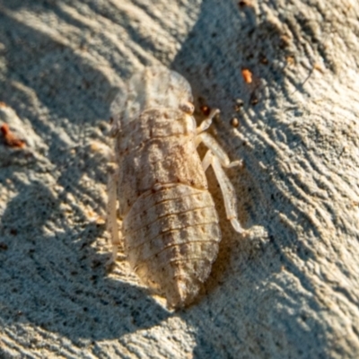 Ledromorpha planirostris (A leafhopper) at Majura, ACT - 14 Feb 2021 by sbittinger