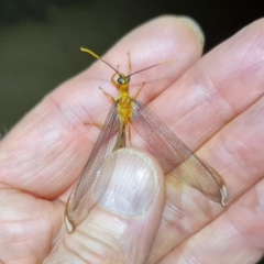 Nymphes myrmeleonoides (Blue eyes lacewing) at Mount Majura - 11 Feb 2021 by sbittinger