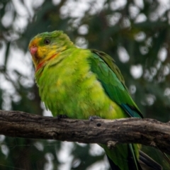 Polytelis swainsonii (Superb Parrot) at Watson Green Space - 7 Feb 2021 by sbittinger