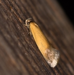 Phauloplana illuta (A concealer moth) at Melba, ACT - 11 Feb 2021 by Bron